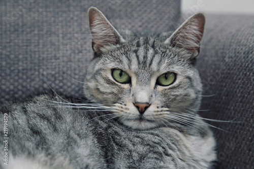 Jeune Chat Tigre Gris Tabby Femelle Yeux Verts Buy This Stock Photo And Explore Similar Images At Adobe Stock Adobe Stock Jeune Chat Tigre Gris Tabby Femelle Yeux Verts Buy This Stock Photo And Explore Similar Images At Adobe Stock Adobe Stock
