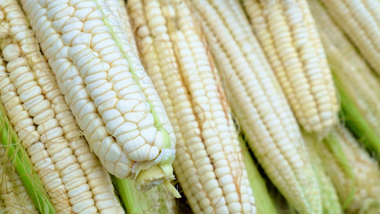 Wall Mural - Grains of ripe corn