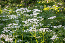 Flowering Umbelliferous Herbs, Lit By Soft Evening Sunlight. This Is Anthriscus Sylvestris, Known As Cow Parsley, Wild Chervil, Wild Beaked Parsley, Or Keck.