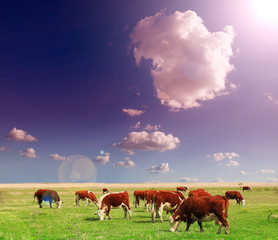 Wall Mural - Cows on a green summer meadow