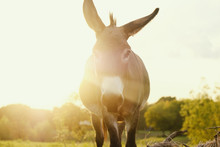 Mini Donkey Under Summer Sunset On Farm.  Cute Little Burro Looking At Camera.