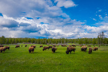 Herd Of Bison Grazing On A Field With Mountains And Trees In The Background