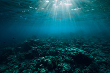 Tranquil Underwater Scene With Copy Space. Tropical Sea