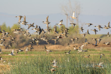Crowd Of Waterfowl Wild Ducks In Wetland