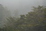 Fototapeta Na ścianę - View on foggy thick forest