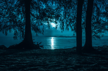 Wall Mural - night sky and moonlight behind silhouettes of trees. serenity background.