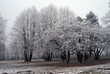 Patch of Trees Covered with Frost near the Battlefield of Austerlitz, Czech Republic