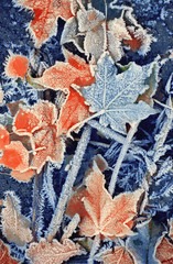 Sticker - background of autumn leaves in the frost