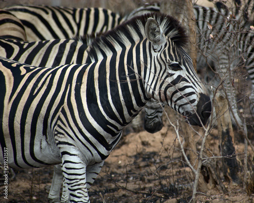 Zdjęcie XXL Zebra w Kruger Południowa Afryka