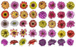 Large set of Dahlia flowers, and species include the Daisy, Chrysanthemum, and Zinnia. Ink floral art. Floral head for wedding decoration, Valentine's Day, Mother's Day, sales and events. Vector.