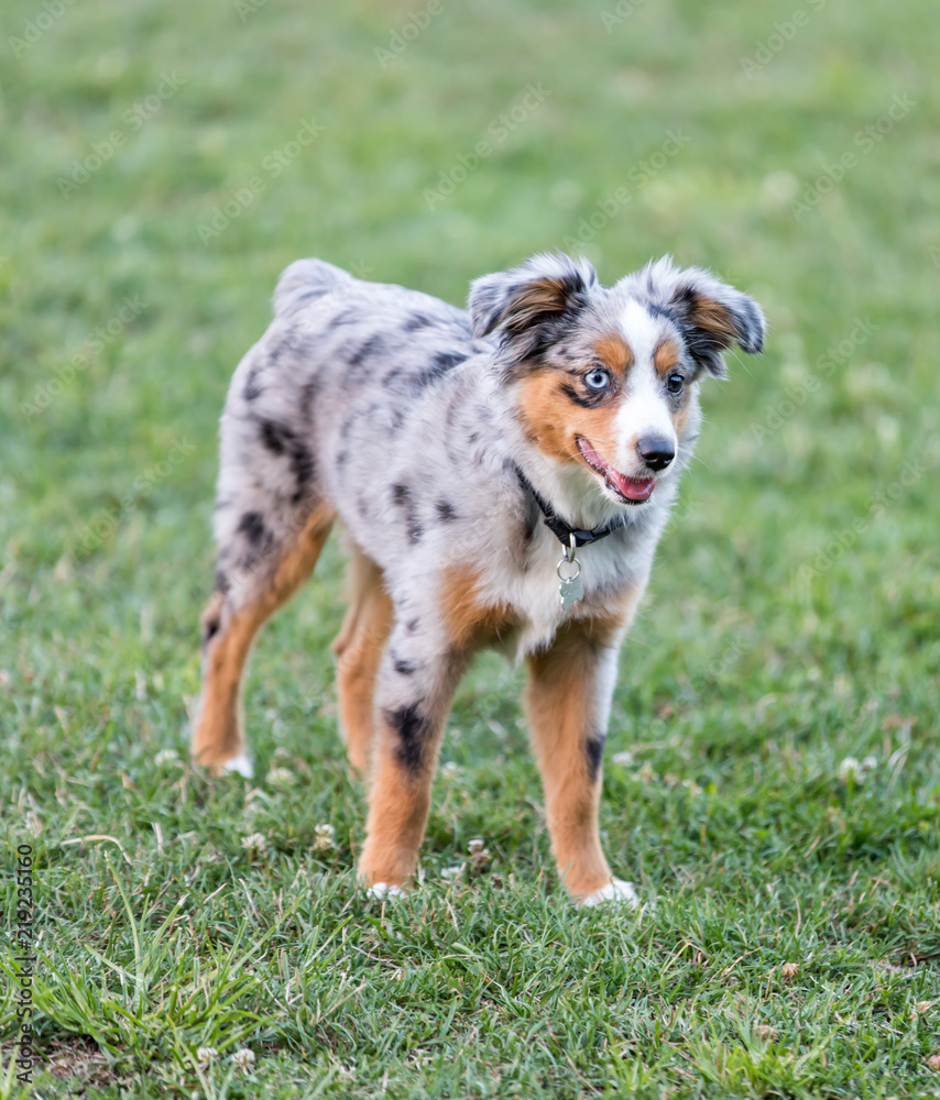Foto de Stock Blue Merle Miniature American Shepherd Puppy Standing.  Miniature Australian Shepherd in grass in off-leash park in Northern  California. | Adobe Stock, image size:854x1000