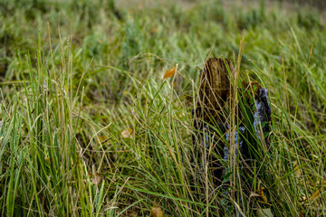 Stump in grass