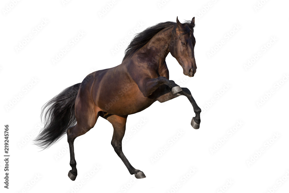 Dark stallion rearing up isolated on white background Stock Photo ...