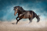 Fototapeta Konie - Bay horse with long mane run fast in desert dust against blue background