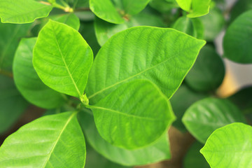 Wall Mural - Close up young green leaves with blurred background.