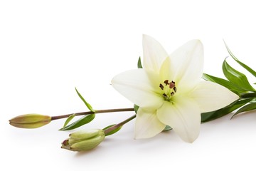 Sticker - white lily flower
