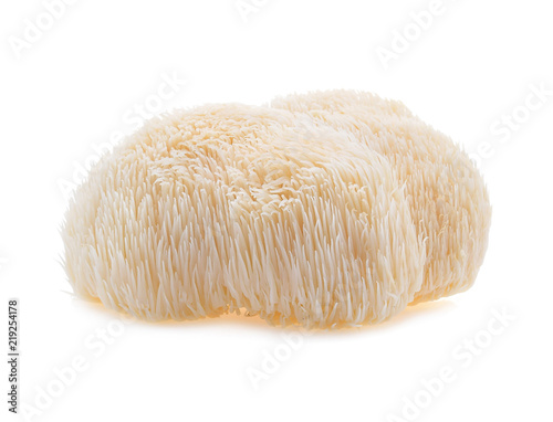Cuadros en Lienzo lion mane mushroom isolated on white background.