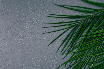 Wall Mural - flat lay with exotic palm leaves with water drops arranged on grey backdrop