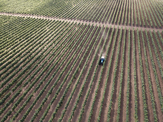 Aerial top view from drone to vineyard with tractor