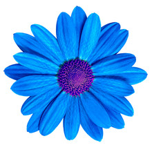 Flower Royal Blue  Purple Daisy Isolated On White Background. Close-up. Element Of Design.