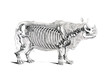 The skeleton of the animal