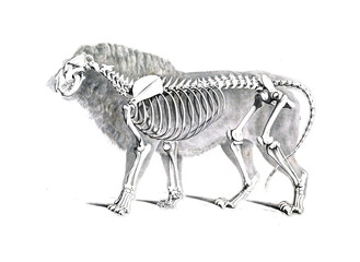 The skeleton of the animal