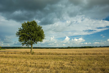 Single Large Tree In The Field And Dark Rainy Clouds