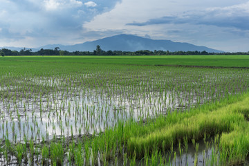 view of filed of rice with blue sky and mountain backgroud