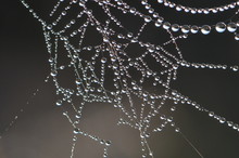 Spider Web In Dew