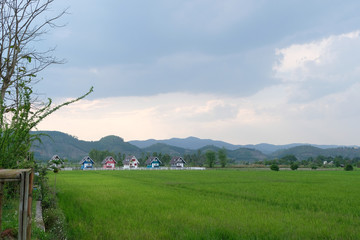 view of gree rice field with beautiful village behind, vaction concept.