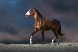 Fototapeta Konie - Red horse run in desert dust against dark dramatic sky