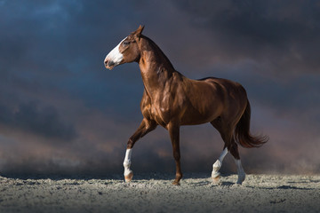 Sticker - Red horse run in desert dust against dark dramatic sky