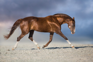 Wall Mural - red horse run trot in desert dust against blue sky