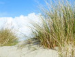 © Roslyn - grasses on sand dune with billowing clouds behind