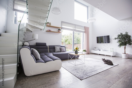 Cat In A Modern Living Room Interior With A Corner Sofa