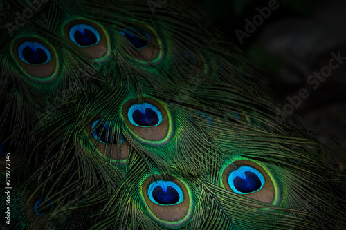 Dekoracja na wymiar  kolorowy-pawi-ogon