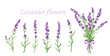 Vector illustration of lavender flower on different shape branches on white background. Vintage France provence concept in retro style. Pattern elements for romantic greeting cards and invintations in