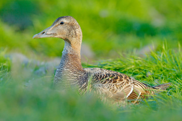 Wall Mural - Portrait of bird in the nature habitat, coast of Norway. Beautiful wildlife scene with birds head. Eider, Somateria mollissima, hidden in the green grass.