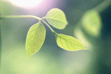 Wall Mural - green leaf with morning light background in nature