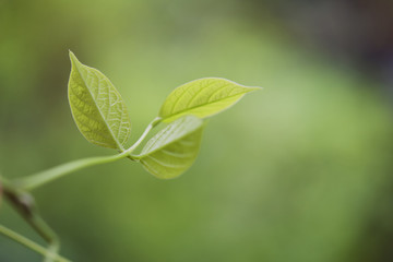 Wall Mural - green leaf with blur background
