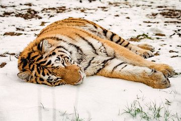 Wall Mural - Tiger in the snow