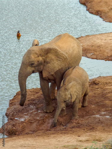 Zdjęcie XXL Stado spragnionych słoni z dziećmi w waterhole w Addo Elephant Park, Republika Południowej Afryki.