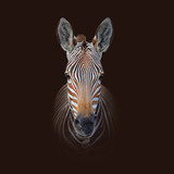 Fototapeta Zebra - Cape Mountain Zebra Portrait