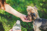 Fototapeta Zwierzęta - Yorkshire terrier drinking water from the hand outdoor