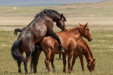 Wild Horses Mating In The Utah Desert