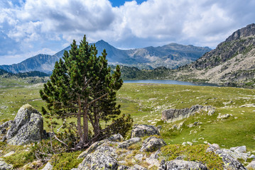  Lonely tree near Montmalus Lake in Andorra