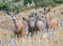 Backyard Band Of Brothers - A Family Of Mule Deer Scout My Backyard In Search Of Vegetation To Eat. My Flowers Don't Stand A Chance. Silverthorne, Colorado. 