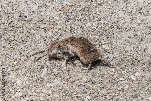 Eine Tote Maus Auf Einem Schotterweg Osterreich Buy This Stock Photo And Explore Similar Images At Adobe Stock Adobe Stock