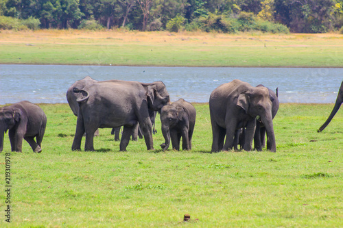 Plakat Indiański słoń Sri Lanka