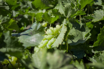 white grapes on a background of green leaves